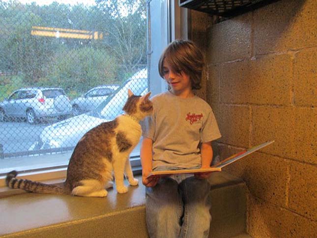 reading-children-shelter-cats-book-buddies-2