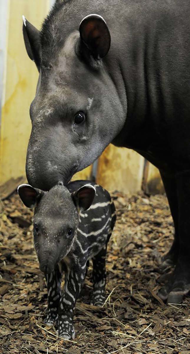 tapir-3