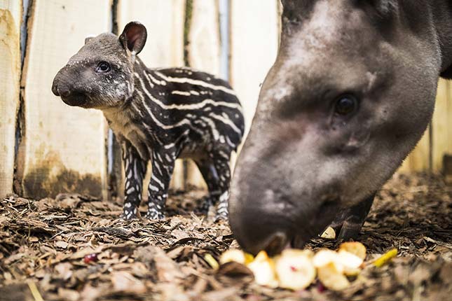 Egyhetes tapír a Nyíregyházi Állatparkban