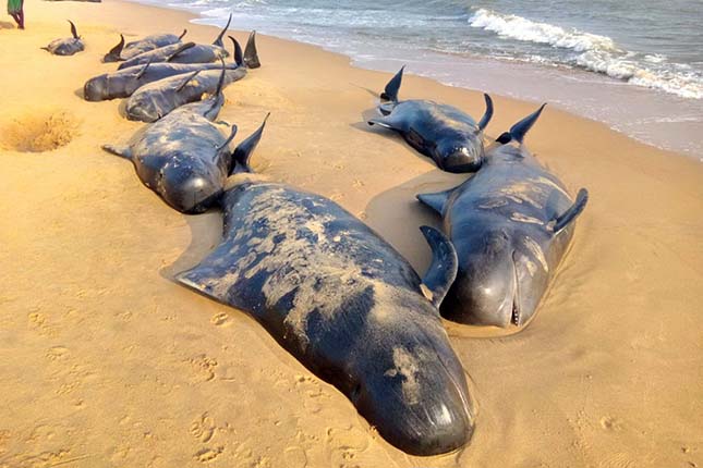 Manapad, 2016. január 12. Partra vetődött rövidszárnyú gömbölyűfejű-delfinek tetemei a dél-indiai Tamil Nadu államban fekvő Manapad tengerpartján 2016. január 12-én. Több mint nyolcvan rövidszárnyú gömbölyűfejű-delfin vetődött partra, illetve rekedt a sekély öblök vizeiben a halászfalu környékén. (MTI/EPA)