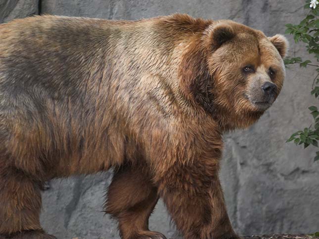 kodiak-medve