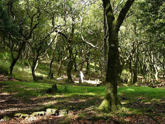 madeira-erdo