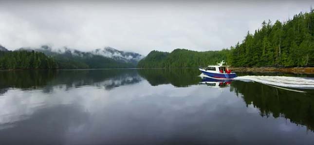 big-bear-rainforest-3