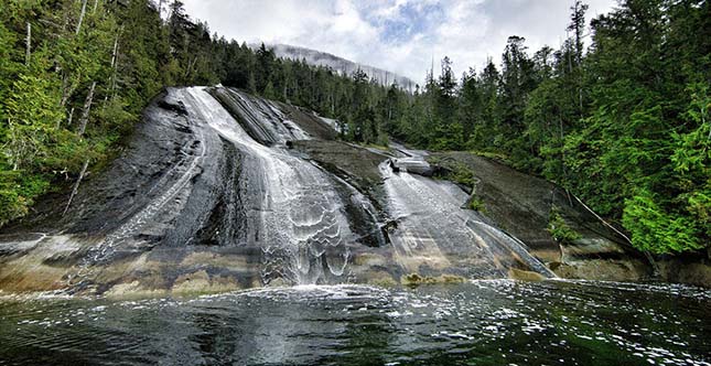 big-bear-rainforest-4