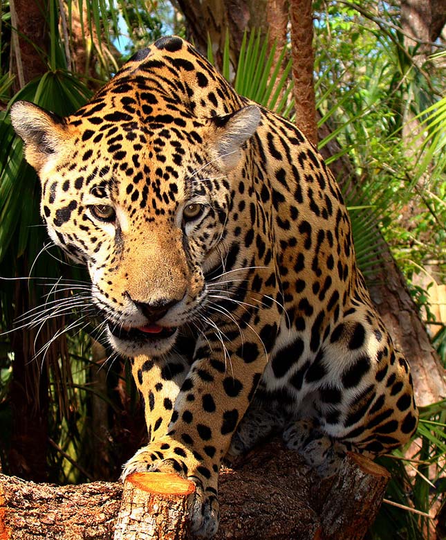 jaguar-felnott