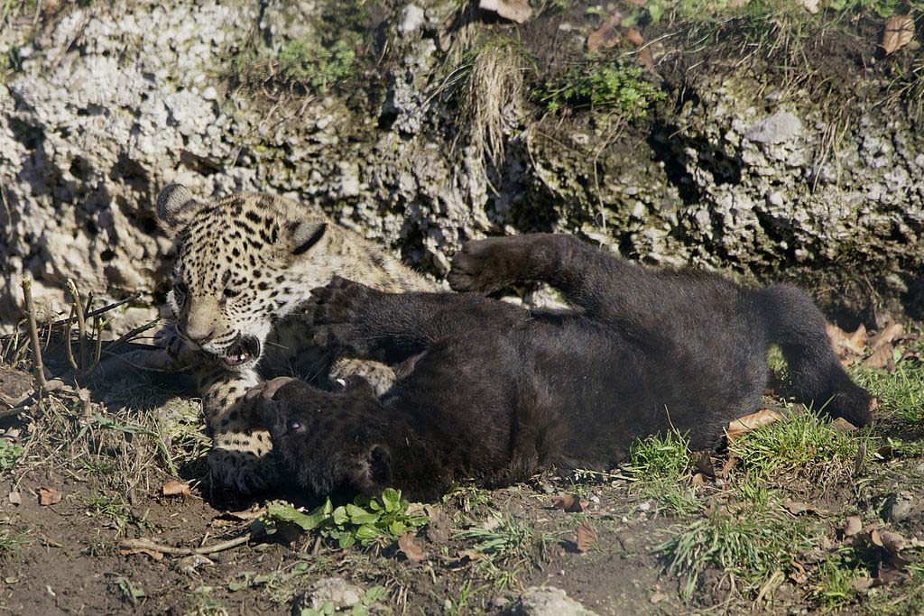 jaguar-pottyos-es-fekete