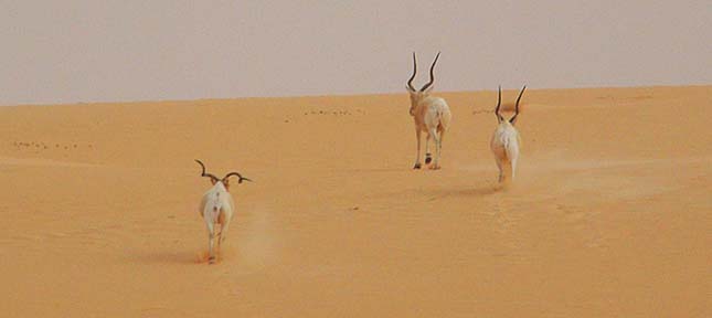 addax