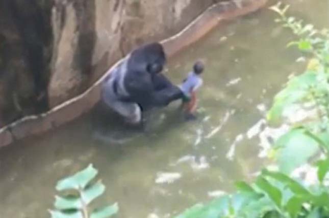 gorilla