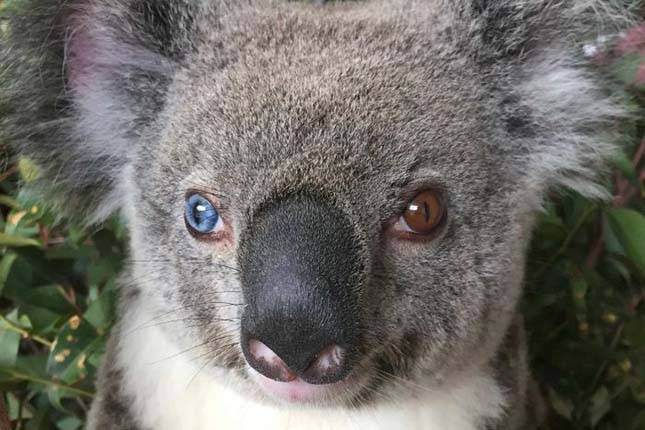 koala-2