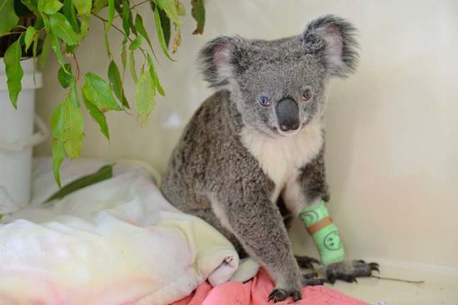 koala