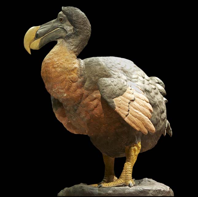 dodo-3