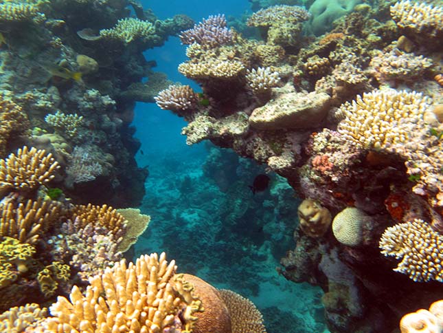 barrier-reef-4