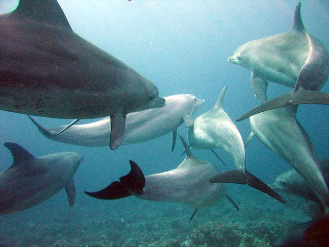 delfinek