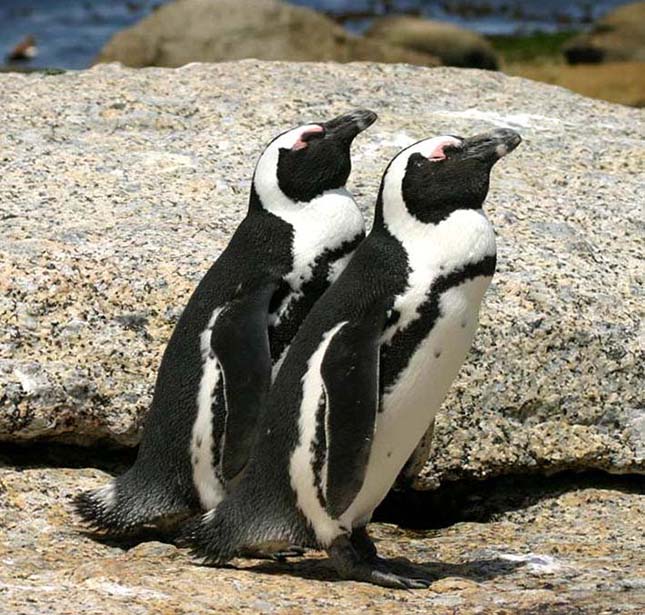 pingvin-4