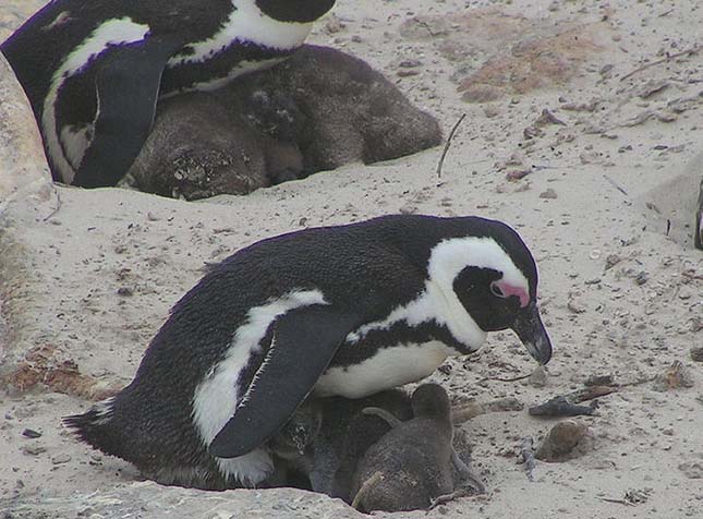 pingvin-5
