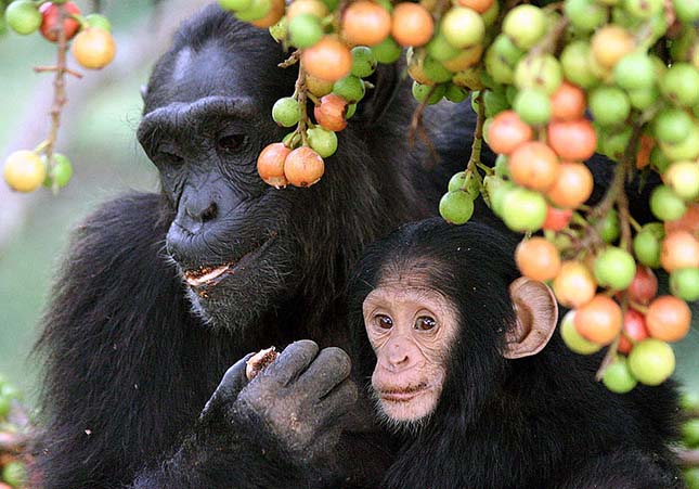 csimpanzok-2