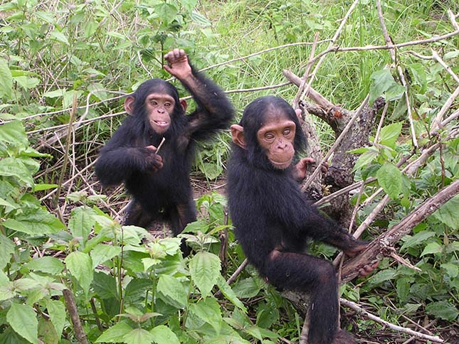 csimpanzok