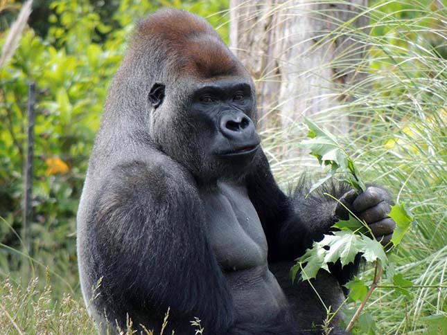 gorilla-3