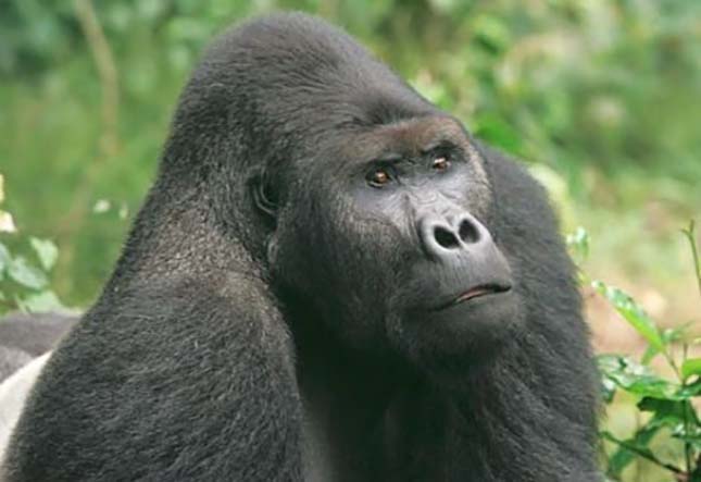 gorilla