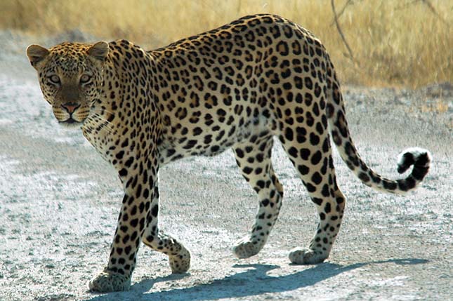 leopard