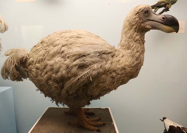 dodo-2