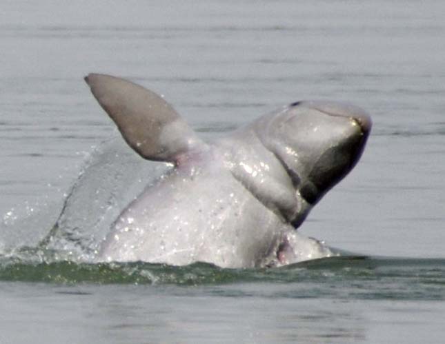 kuposfeju-delfin