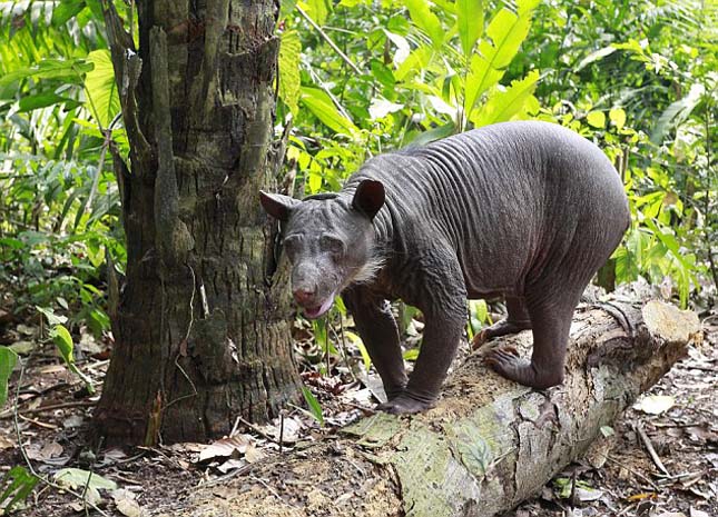 Cholita the Peruvian Adean bear Finally in her new enclosure in the amazon rain forest on wildlife reserve at Taricaya ecological reserve  Picture Chris Bott