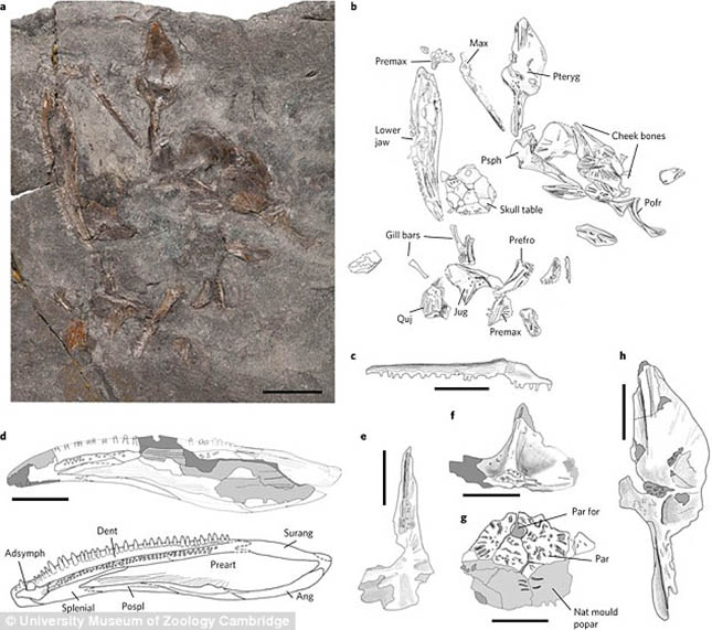 dinoszaurusz-2