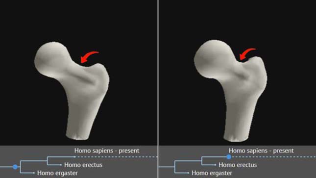 evolucio-2