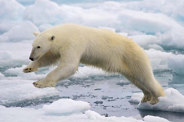 Frame-filling portrait of a young Polar Bear male jumping in the