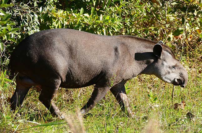 tapir