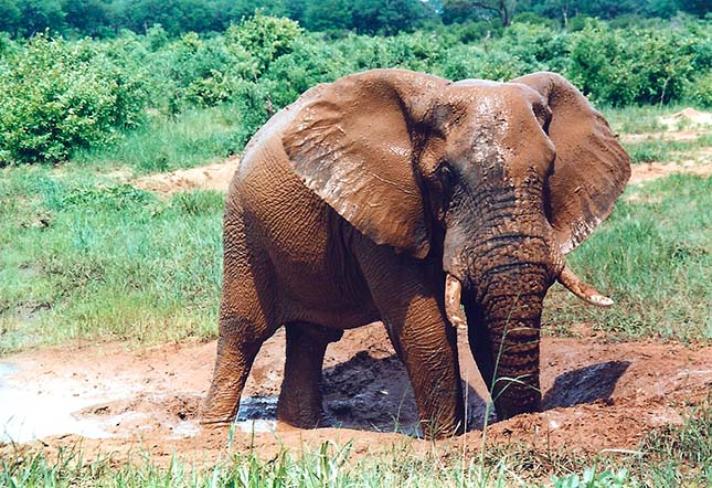 elefant-zimbabwe-2