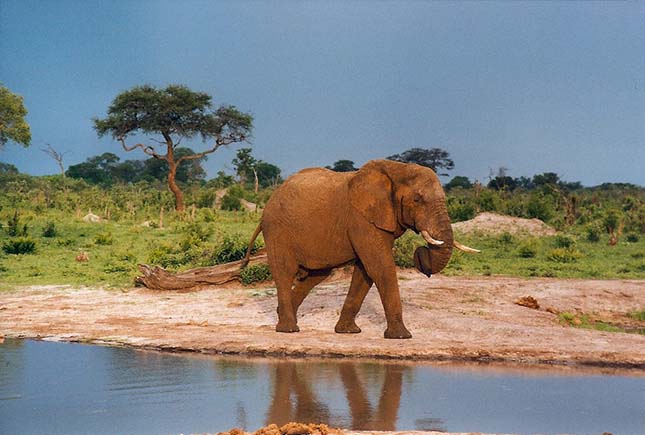 elefant-zimbabwe