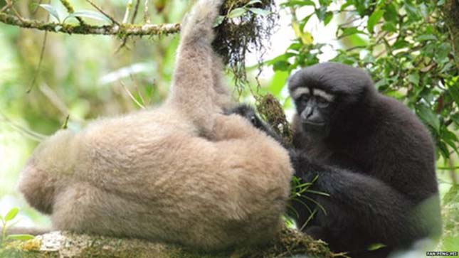 gibbon-2