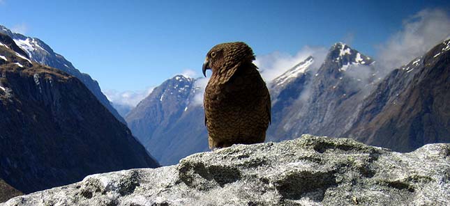 kea