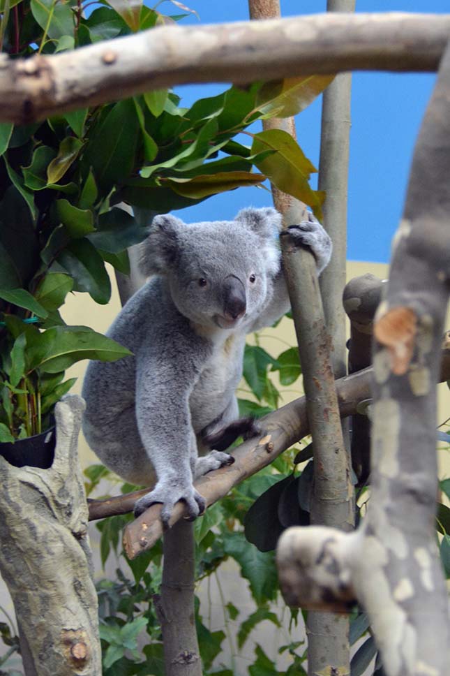 koala