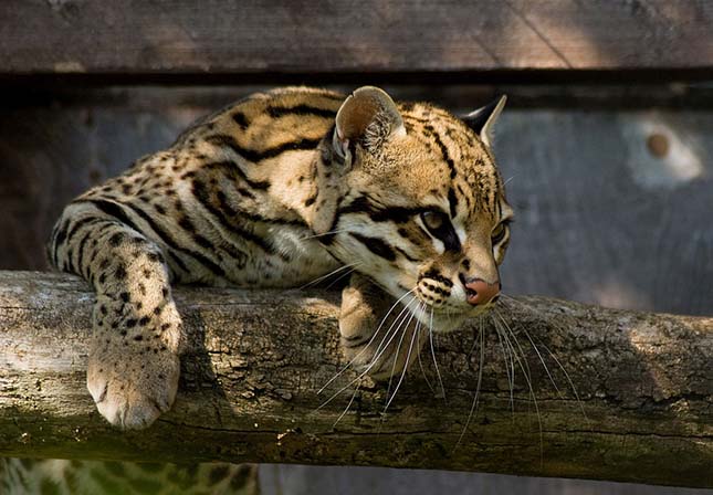 ocelot-2