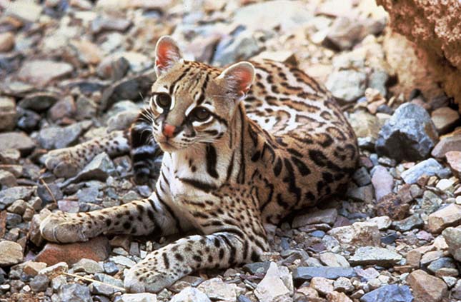 ocelot-3