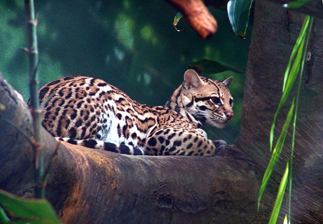 ocelot