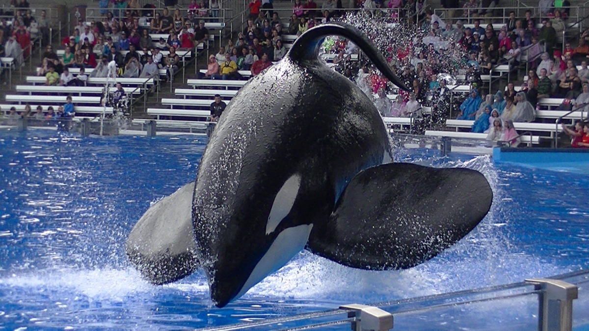 tilikum