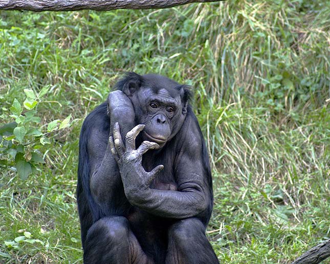 bonobo