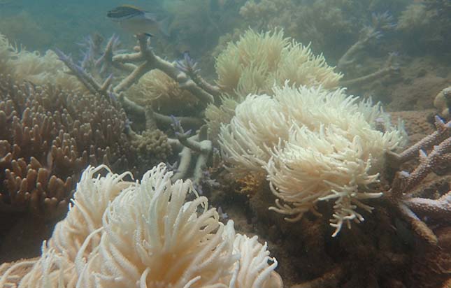 korallzatony