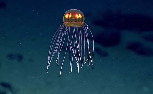 meduza-1