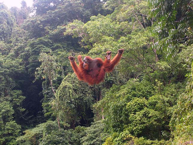 orangutan-2 (1)