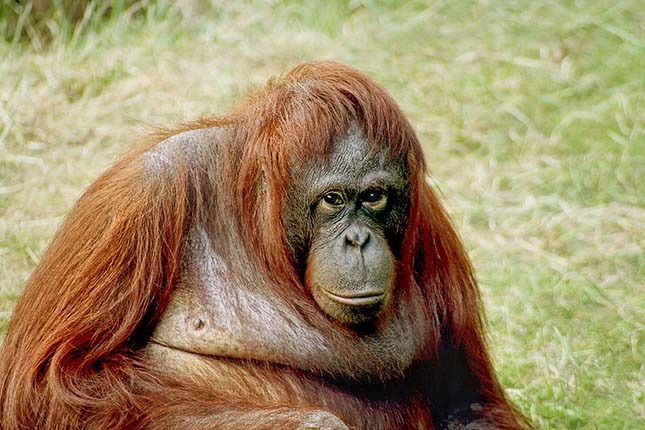 orangutan-3