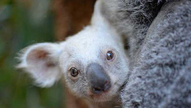 koala ismerkedés