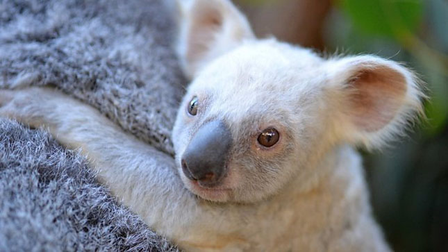 koala ismerkedés