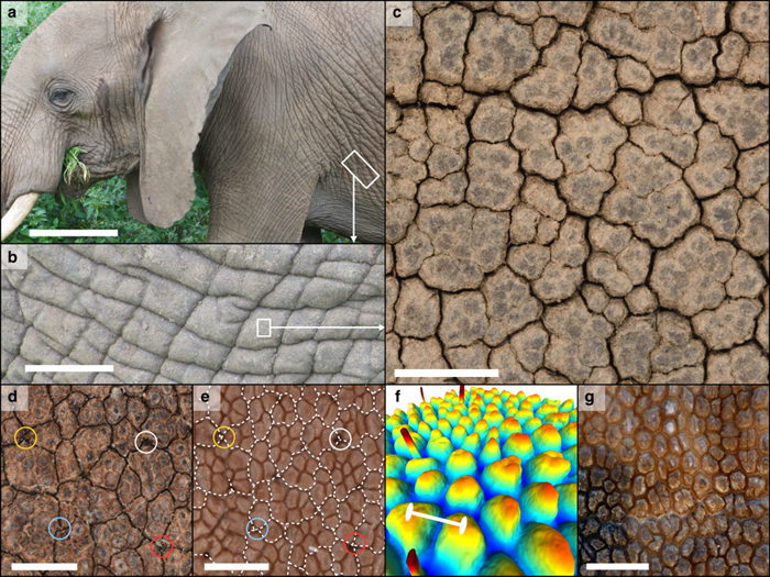 Paraziták elephantiasis