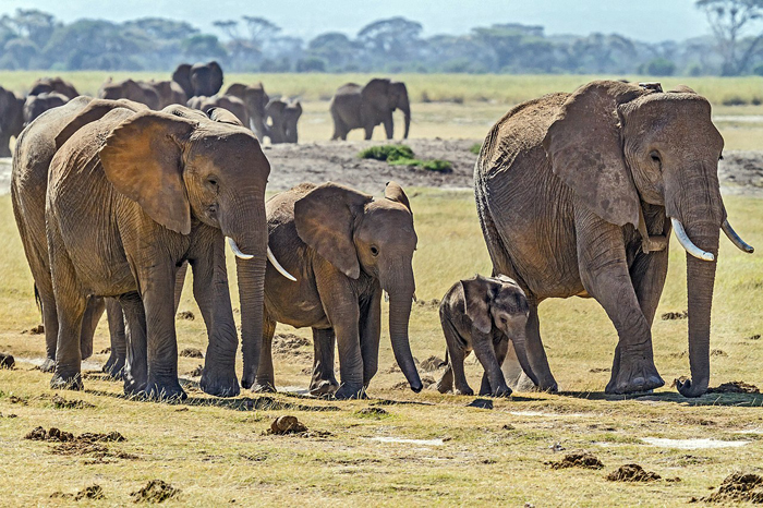 Elefántok, keselyűk, termeszek Mi az elefántok látványa