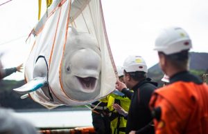 10 évnyi fogság után került vissza a tengerbe két beluga